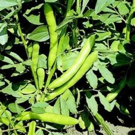 Broad Bean Super Aquadulce